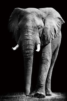 Γυάλινη τέχνη Elephant - Standing b&w
