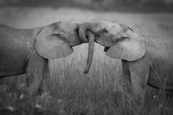 Γυάλινη τέχνη Elephants - Love