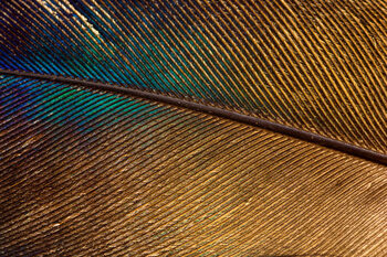 Seinätarra Feather