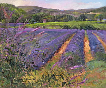 Fine Art Print  Buddleia and Lavender Field, Montclus, 1993