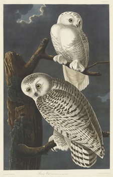 Fine Art Print  Snowy Owl, 1831