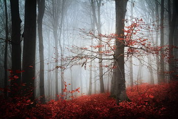 Γυάλινη τέχνη Forest - Red Forest