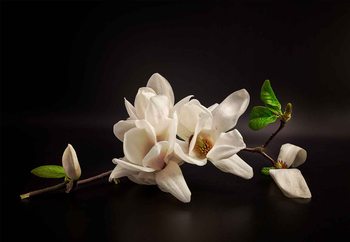 Tapeta Magnolia