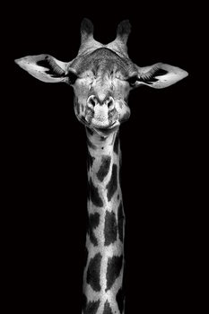 Γυάλινη τέχνη Giraffe - Head b&w