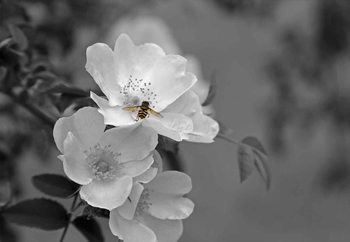 Glass Art  Bee Blossom