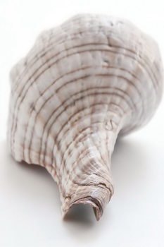 Glass Art Shell - Back