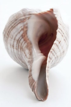 Glass Art Shell - Bottom