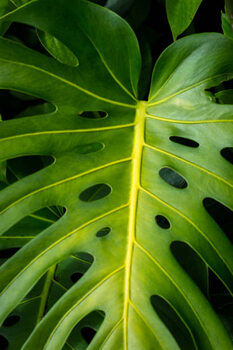 Футболка Green leaf with holes