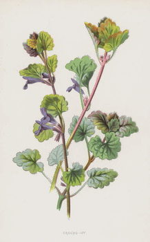 Принти на полотні Ground-Ivy