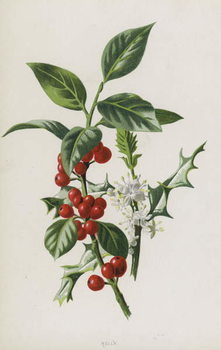 Принти на полотні Holly