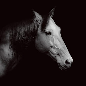Γυάλινη τέχνη Horse - Head b&w