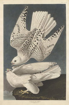 Αυτοκόλλητο Iceland or Jer Falcon, 1837