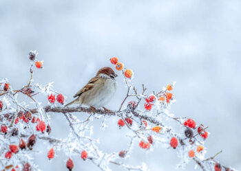 Juliste A frozen sparrow sits on a