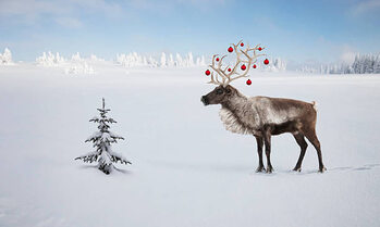 Juliste a reindeer with ornaments in his antlers by tree