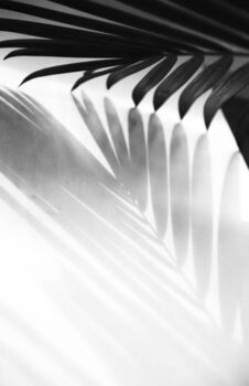Juliste Abstract background of palm leaves shadow