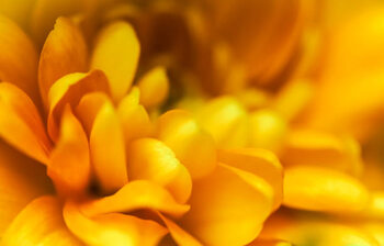 Juliste Abstract floral background, yellow chrysanthemum flower.