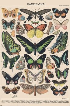 Juliste Adolphe Millot - Papillons