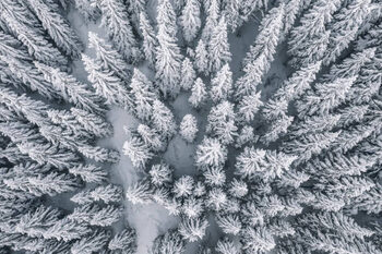 Juliste Aerial view of pine trees covered with snow