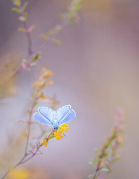 Juliste Close-up of butterfly pollinating on flower,Barcelona,Spain