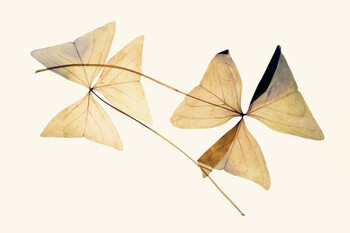 Juliste Clover leaves dried pressed flowers