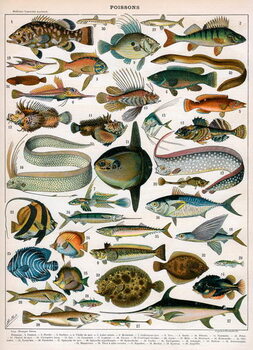 Juliste Decorative Print of 'Poissons' by Demoulin, 1897