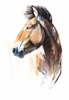 Canvas-taulu Desert Spirit (Przewalski), 2013,