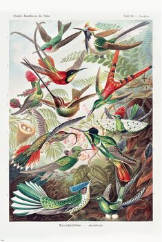 Juliste Ernst Haeckel - Kolibris