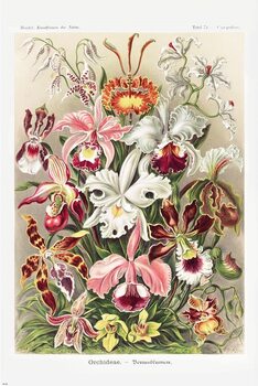 Juliste Ernst Haeckel - Orchideen