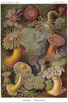 Juliste Ernst Haeckel - Seeanemonen