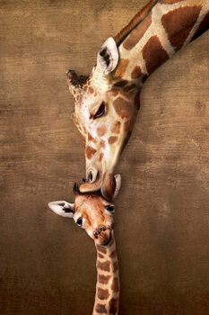 Juliste Giraffe Mother's Kiss