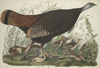 Canvas-taulu Great American Hen and Young, 1827