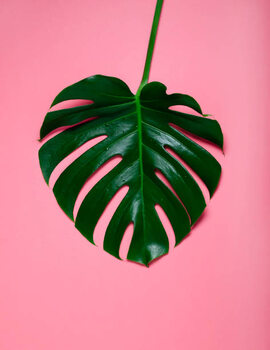 Juliste Green leaf of monstera on a