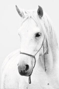 XXL Juliste Horse - White Horse