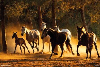 Juliste Horses Andaluces