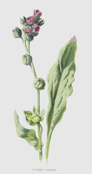 Juliste Hound's-Tongue