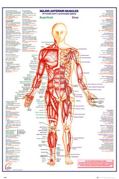 Juliste  Ihmiskeho - Major Anterior Muscles