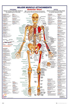 Juliste Ihmiskeho - Major Muscle Attachments Anterior
