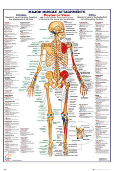 Juliste Ihmiskeho - Major Muscle Attachments Posterior