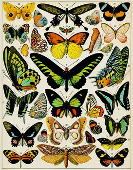 Juliste Illustration of Butterflies and moths c.1923