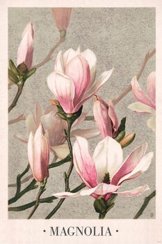 Juliste L. Prang & Co - Magnolia 1886