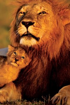 Juliste  Leijona - Lion and cub