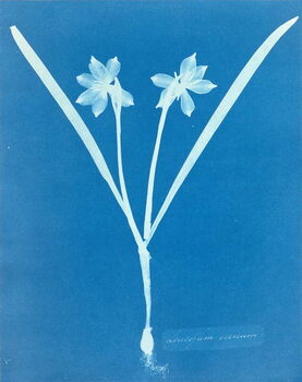 Canvas-taulu Leucojam Varium by Anna Atkins, 1854