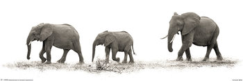 Juliste  Mario Moreno - The Elephants