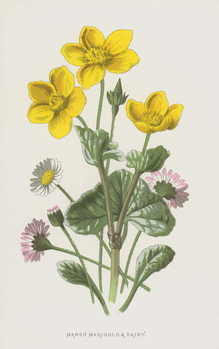 Juliste Marsh Marigold and Daisy