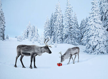 Juliste Mother reindeer with her baby and a xmas gift