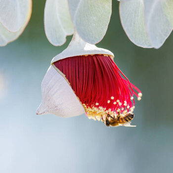 Juliste Red and Yellow Eucalyptus Gum Blossom