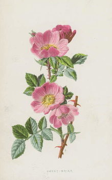 Juliste Sweet-Briar