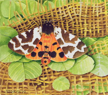 Canvas-taulu Tiger Moth, 1999