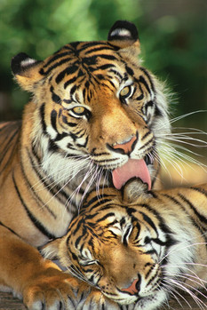 Juliste  Tigers - mother's love