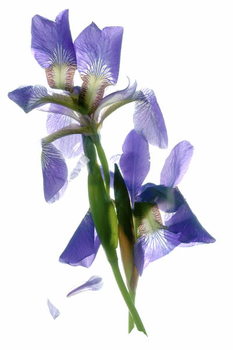 Juliste Todd's Iris Dance
